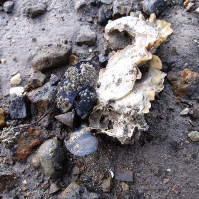 Beach mussels from Southport, Tasmania